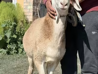 كبش, Arashan sheep — الصورة 3