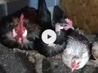 Chickens — Foto 1