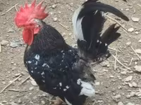 Chickens — 1-сурет