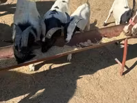 Koza, Dutch Landrace goats — foto 3