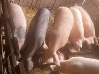 Sow, Pigs — photo 5