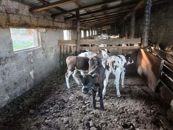 Cow, Cattle