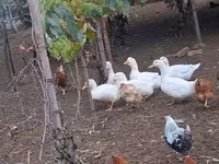 Ducks — फ़ोटो 5