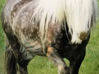 घोड़ा, Gypsy horse — फ़ोटो 2
