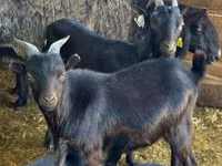Cabro, Dutch Landrace goats — foto 3