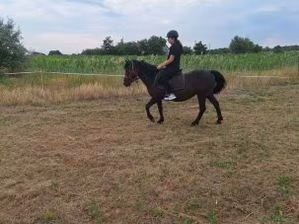 Yegua, Caballos