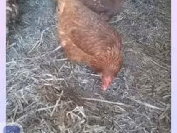 Danish hen — Hungary