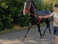 حصان, Lipizzaner — الصورة 1