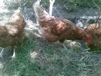 gallina danesa — foto 7
