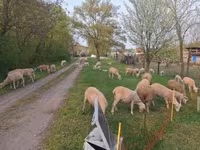 Sheep, Sheep — photo 3