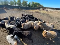 公羊, Racka sheep — 照片 6