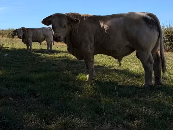Bika, Simmental cattle