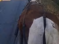 母马, Horses — 照片 2