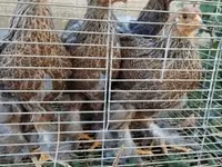 Brahma — foto 2