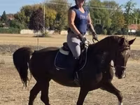 母马, Hungarian horse breed — 照片 6