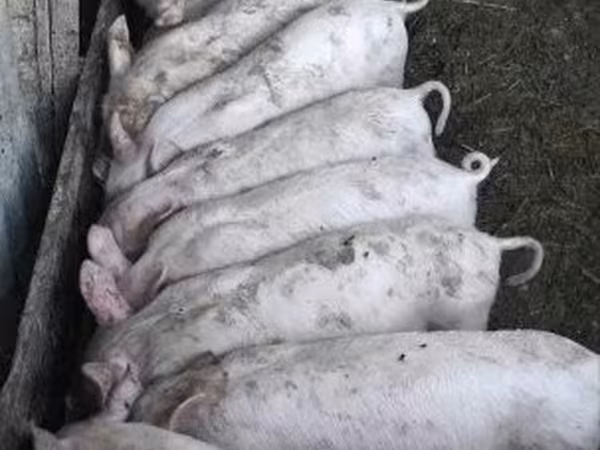 Säue, Schweine