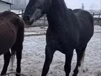 Caballo, Lipizzaner — foto 3