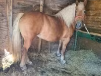 母马, Horses — 照片 6