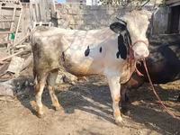 सांड, मवेशी — फ़ोटो 1