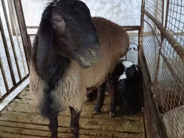 Kos, Blackheaded Persian sheep