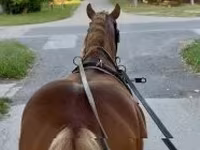 घोड़ा, Haflinger — फ़ोटो 3