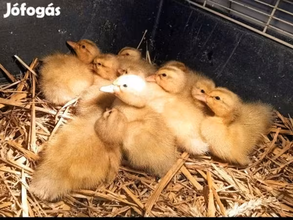 Ducks — 匈牙利
