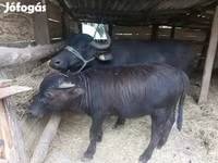 गाय, बिफालो — फ़ोटो 4