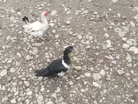 Ducks — foto 5