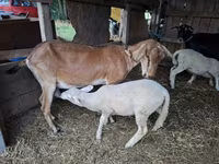 母山羊, Goats — 照片 1