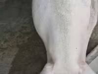 Sow, Pigs — photo 4