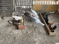 Turkeys — 5. fotó