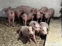 Boar, Pigs — photo 4