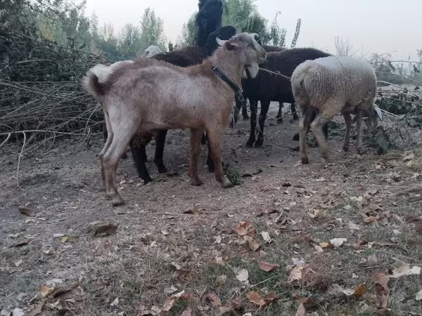 Cabras (lote, sexo no especificado), Cabras