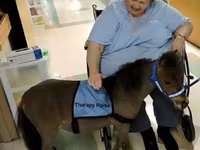 Hing, Miniature horse — 4. fotó