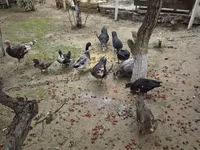 Ducks — 5-сурет