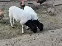 公羊, Dorper sheep — 照片 2