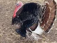 Turkeys — foto 3