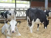 Tehén, Holstein fajta — 4. fotó