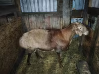 Қошқар, Hissar sheep — 3-сурет