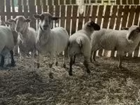 Қой, Merinoland sheep — 3-сурет