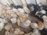 Chickens — 1-сурет