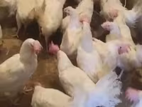 Chickens — zdjęcie 5