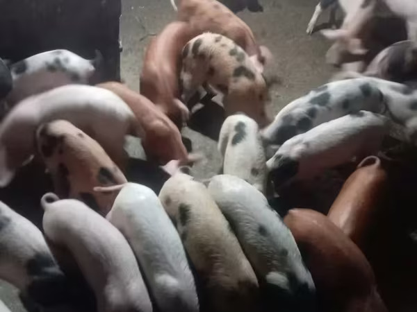 Boar, Pigs