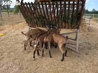 公山羊, Alpine goat — 照片 1