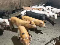 Sow, Pigs — photo 3