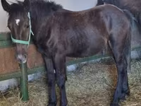 Jument, Chevaux — photo 1