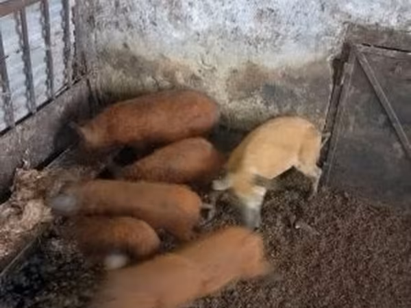 خنزير ذكر, Мангалица