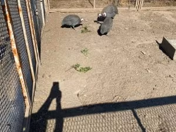 Цесарки