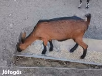Nőstény kecske, Alpine goat — 4. fotó
