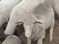 Kos, Merino sheep — 2. fotó